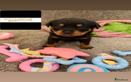 Rottweiler dogs for sale: Stunning chunky Rottweiler puppies - Image 17