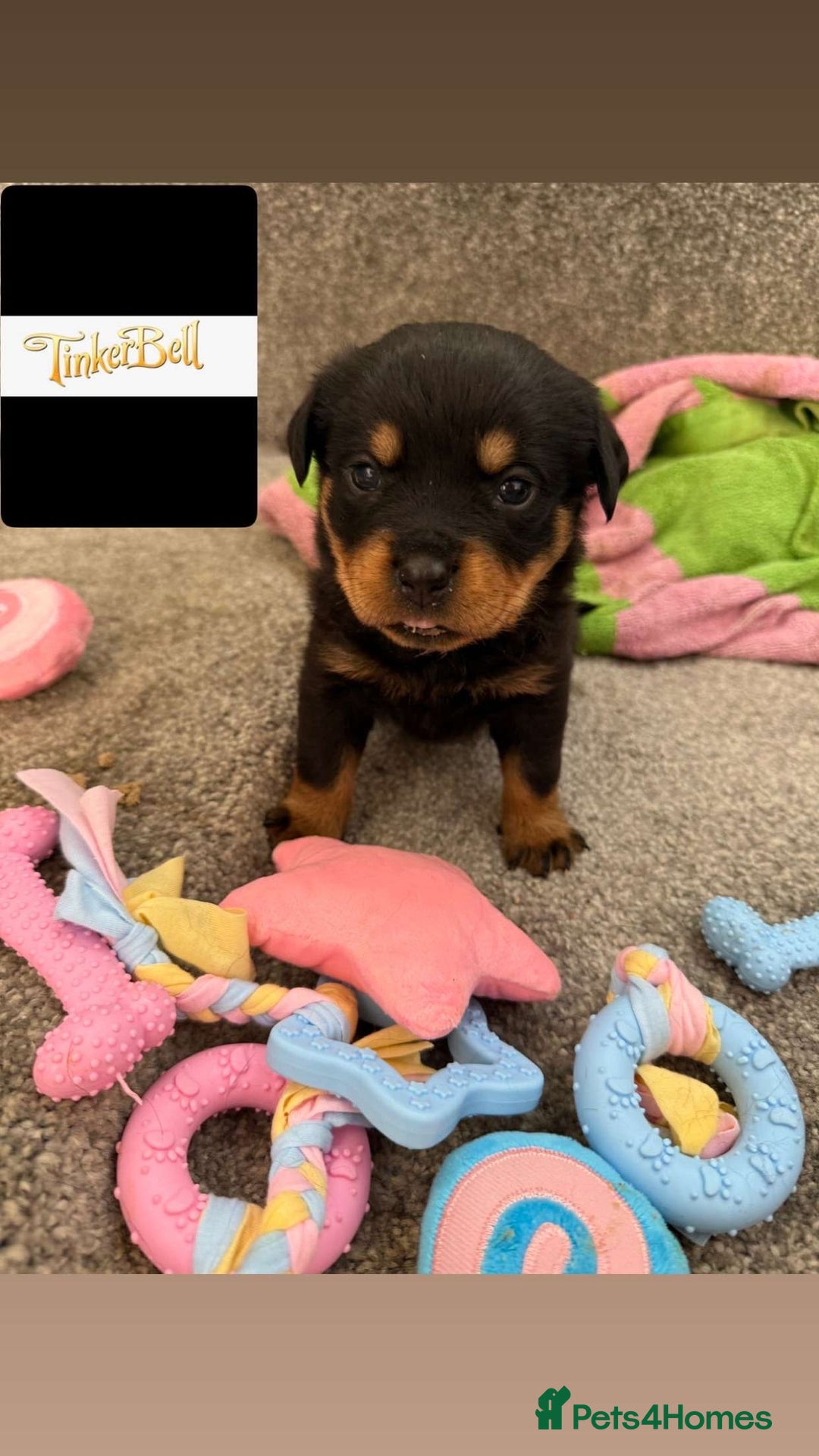 Rottweiler dogs for sale: Stunning chunky Rottweiler puppies - Image 17