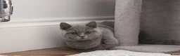 British Shorthair cats for sale: Blue British Shorthair ✨ chunky teddy bear kittens - Advert 8