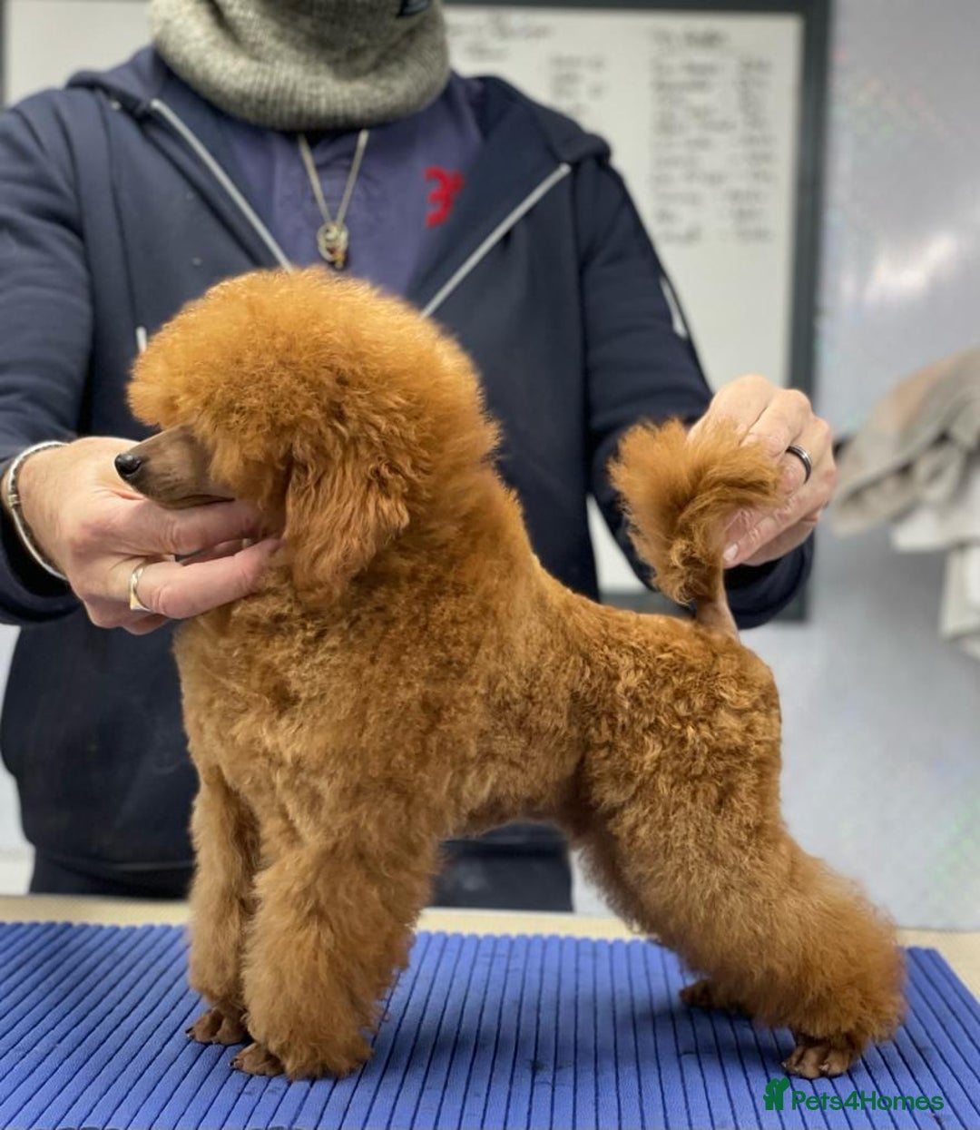 Toy Poodle dogs for sale: KC REGISTERED TOY POODLES READY NOW  - Image 7