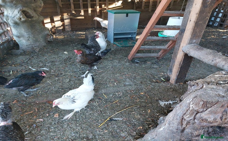 Chickens poultry - Advert 4