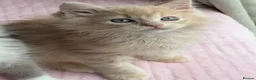 Ragdoll cats for sale: £950 Full pedigree Tica Ready now  - Advert 3