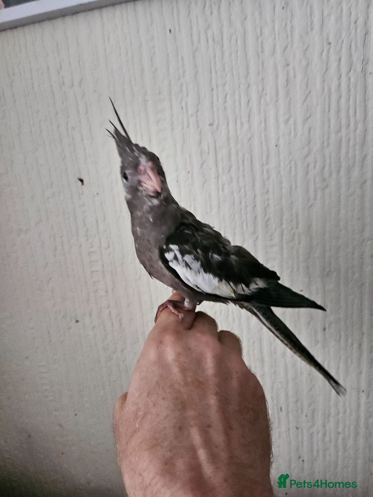 Cockatiels birds Cockatiel chicks hand tame  - Advert 2