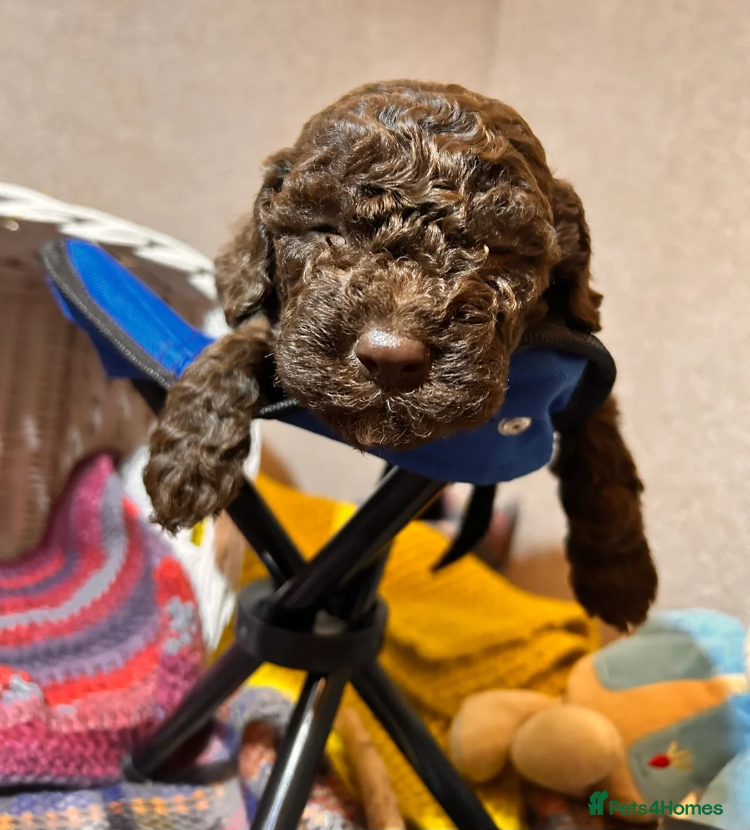 Lagotto Romagnolo dogs for sale: Spring Lagotto Romagnolo puppies - Advert 12