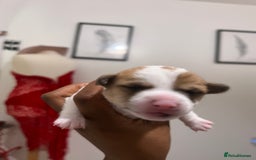Mixed Breed dogs for sale: 🐾 Loving Homes Wanted for Two Puppies & Dad 🐾 - Image 29