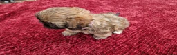 Shih Tzu dogs for sale: Shih tzu puppies looking for their forever home. in Leeds - Advert 6