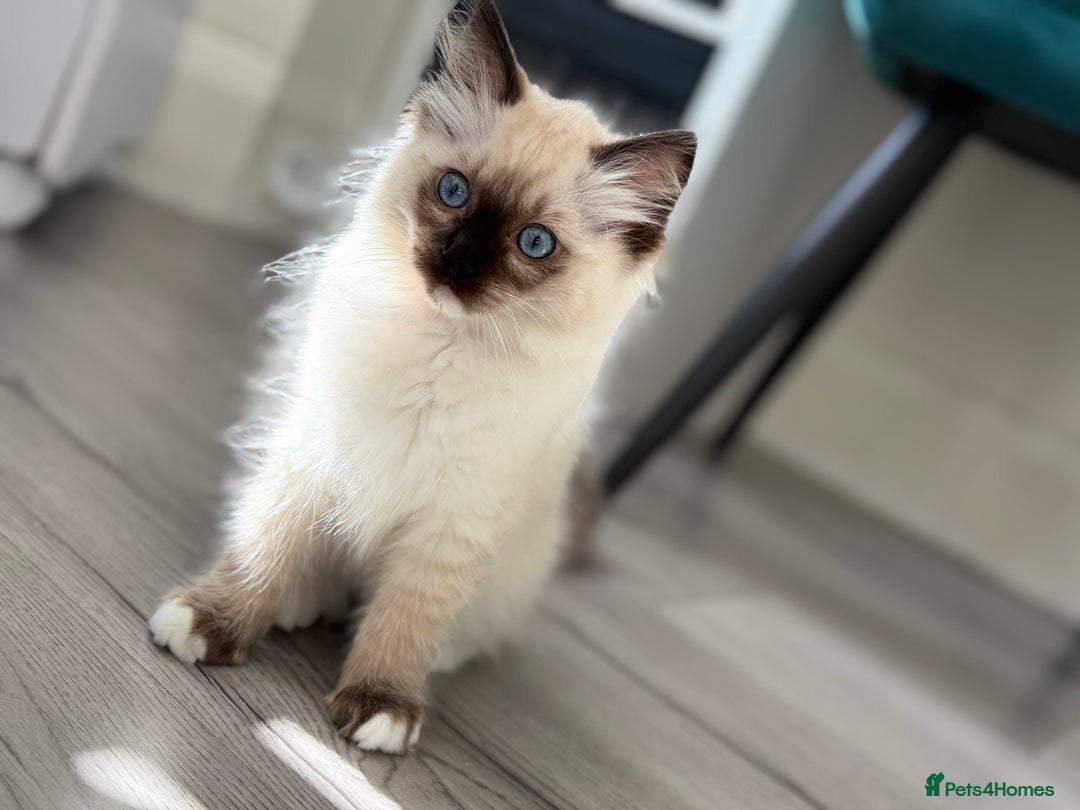 Ragdoll cats for sale: Beautiful Ragdol babies ready to leave  - Image 21
