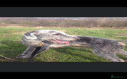 Bedlington Terrier dogs for stud: Bedlington terrier for std in Barnsley - Image 6