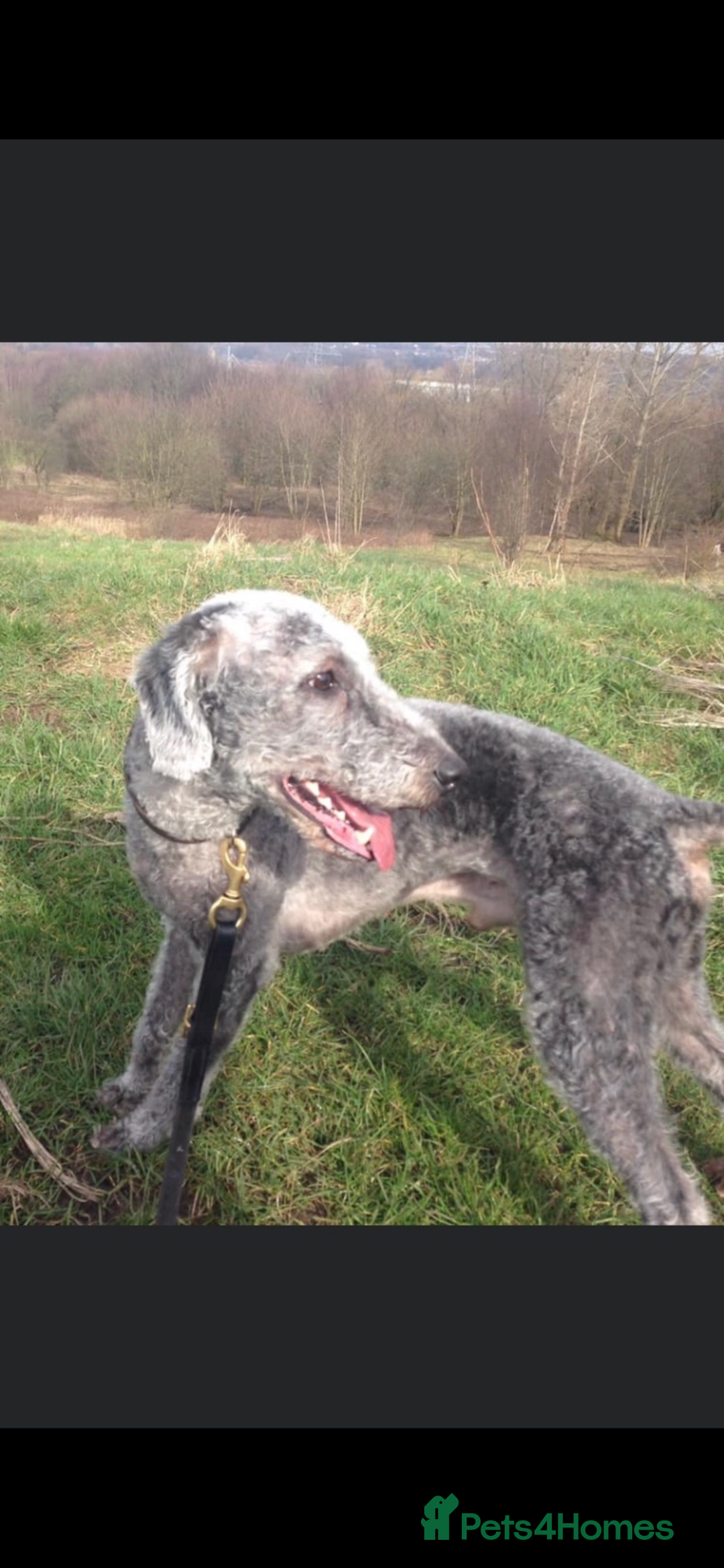Bedlington Terrier dogs for stud: Bedlington terrier for std in Barnsley - Image 6
