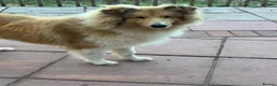 Rough Collie dogs for sale: KC registered 6 month male puppy - Advert 8