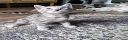 Bengal cats for sale: Silver tica registered bengals - Advert 12