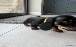Miniature Dachshund dogs for sale: One beautiful Beautiful girl left  💜🐶  - Image 34