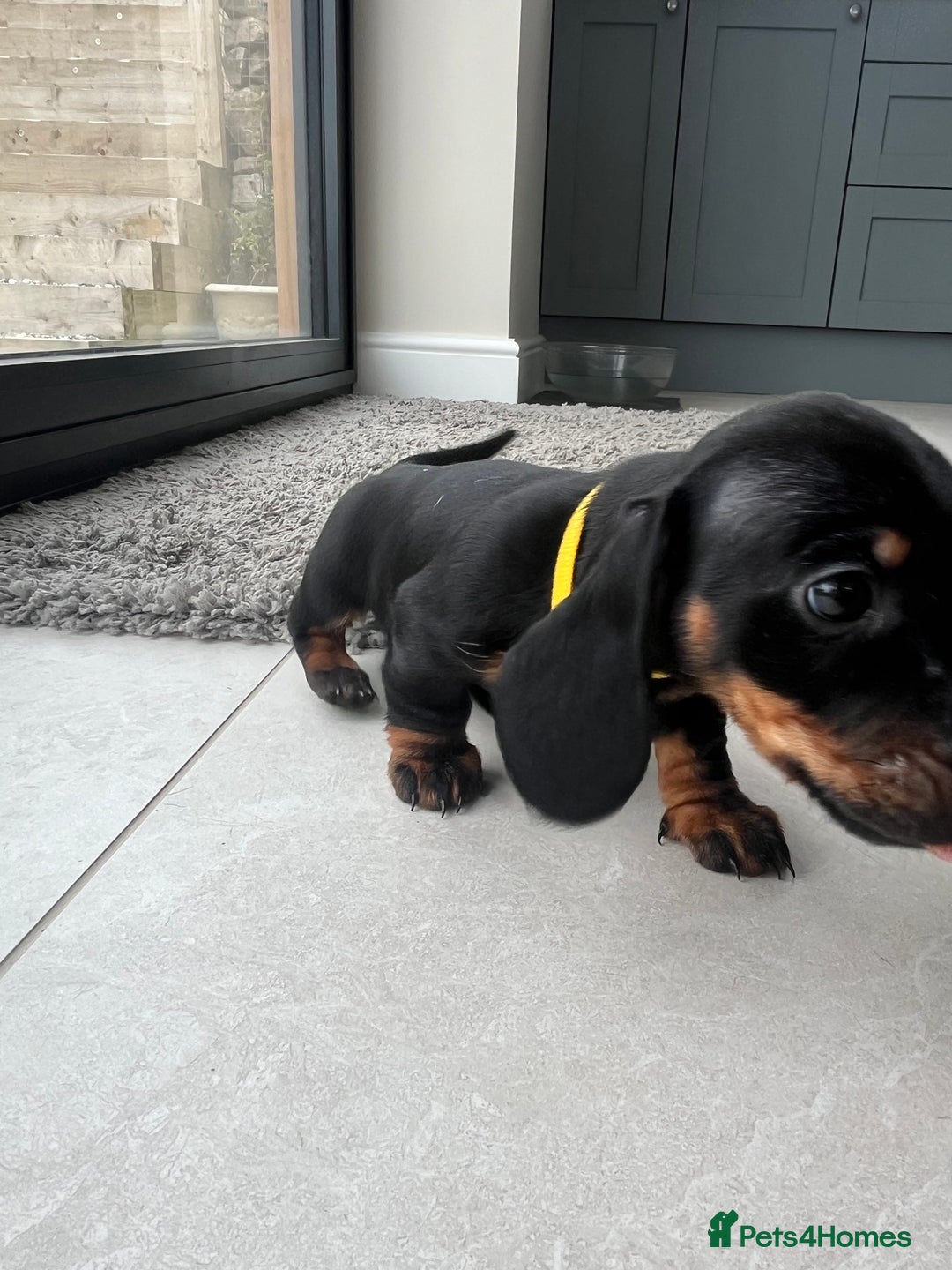 Miniature Dachshund dogs for sale: One beautiful Beautiful girl left  💜🐶  - Image 34