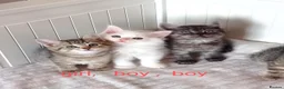 Mixed Breed cats for sale: Beautiful Ragdoll & British Shorthair Mix Kittens  - Advert 1