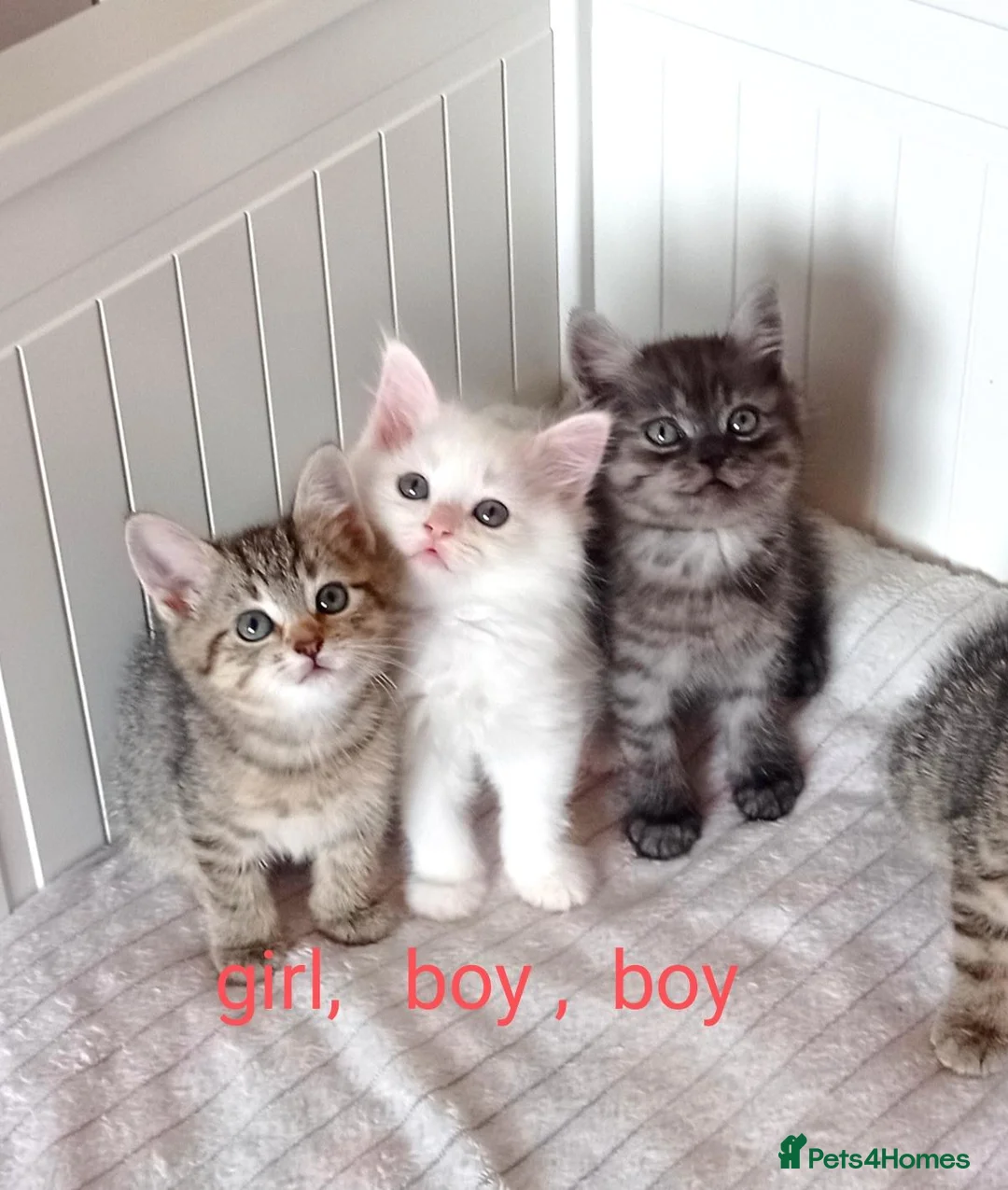 Mixed Breed cats for sale: Beautiful Ragdoll & British Shorthair Mix Kittens  - Advert 1