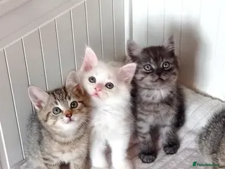 Mixed Breed cats Beautiful Ragdoll & British Shorthair Mix Kittens - Advert 1
