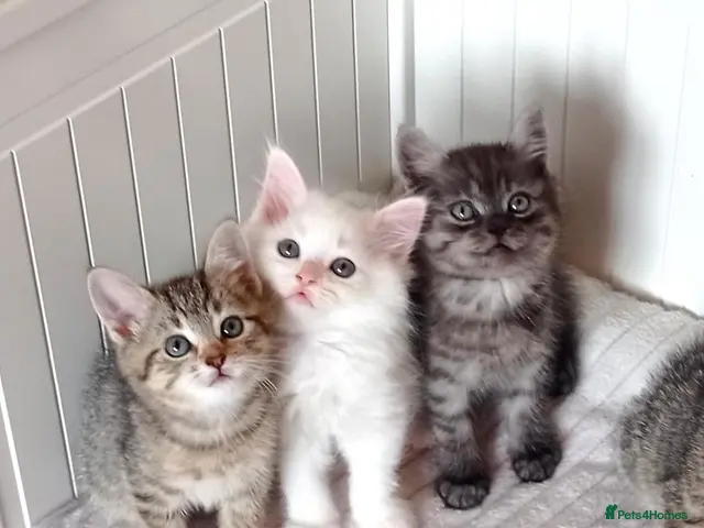 Mixed Breed cats for sale: Beautiful Ragdoll & British Shorthair Mix Kittens - Advert 11