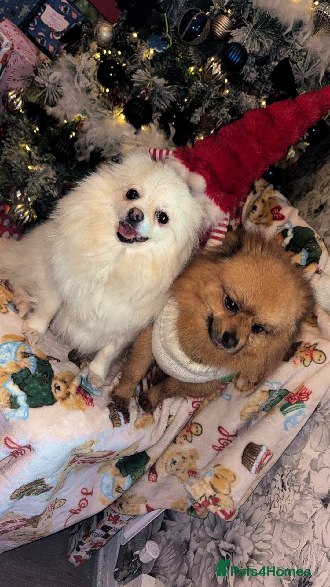 Pomeranian dogs for sale: Beautiful tiny Pomeranian puppies  - Advert 8