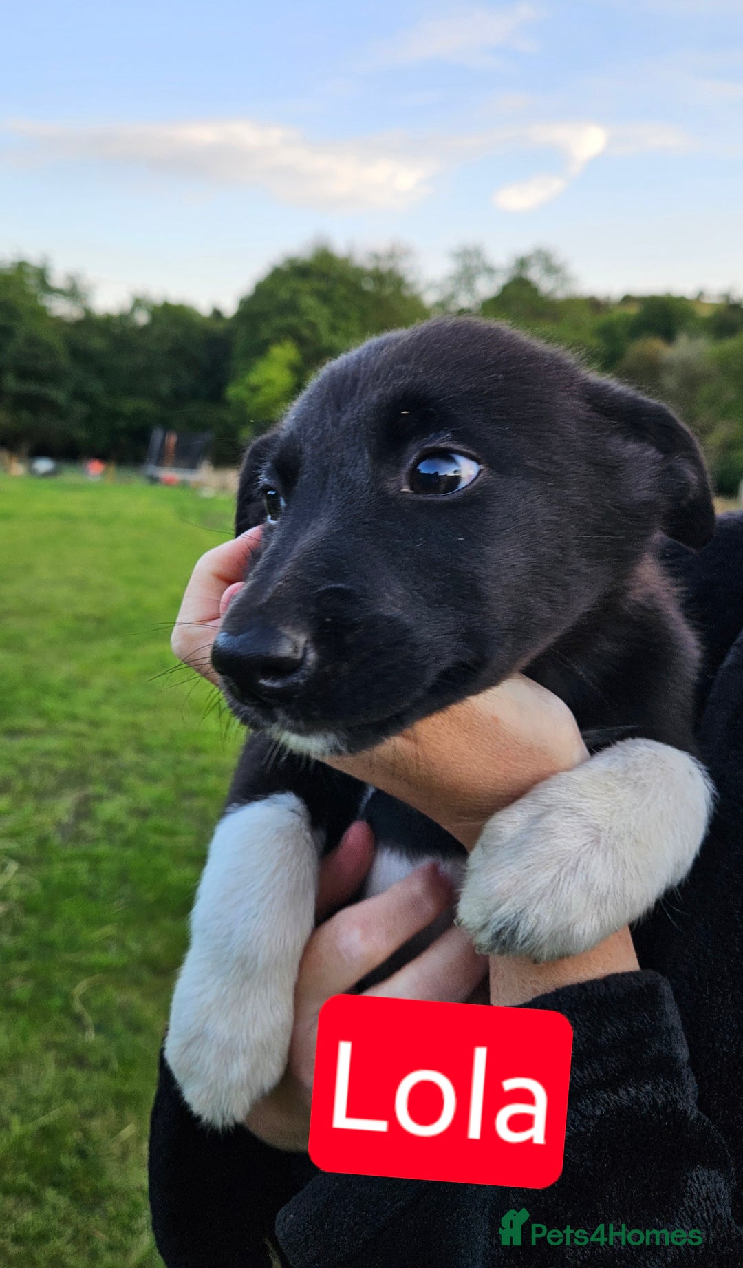 Mixed Breed dogs for sale: Girl TRI- due to unforseen circumstances - Image 15