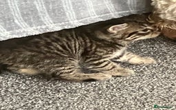Mixed Breed cats for sale: 3 gorgeous Toms for sale - Image 20