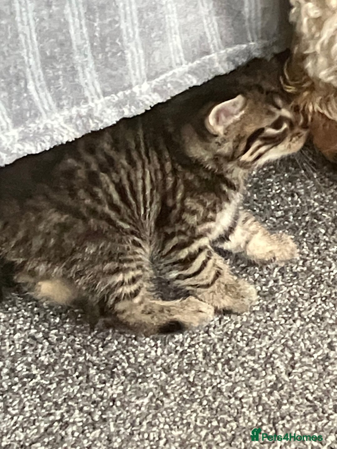 Mixed Breed cats for sale: 3 gorgeous Toms for sale - Image 20