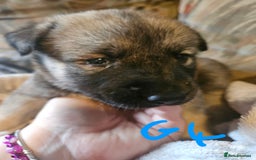 Huskita dogs for sale: Husky x akita puppys - Image 26