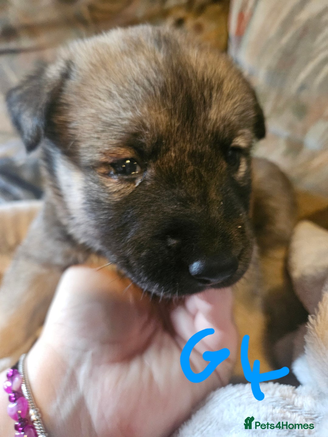 Huskita dogs for sale: Husky x akita puppys - Image 26