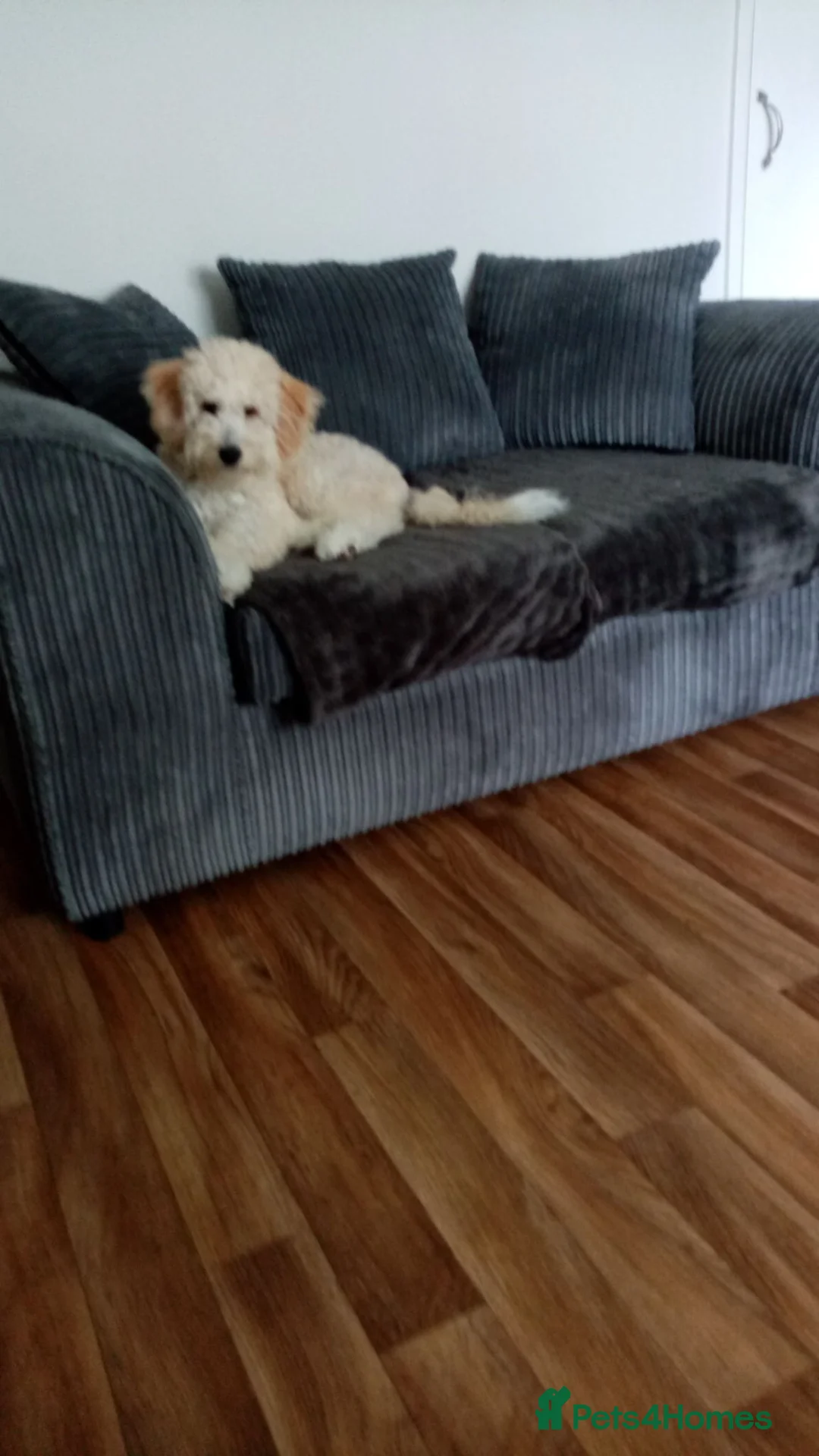 Cavapoochon dogs for sale: 6month cavapoochon male in Llanelli - Advert 2