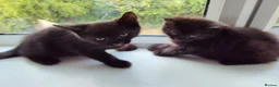 Mixed Breed cats for sale: 2 Boys - Advert 3