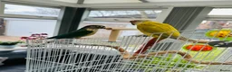 Conures birds for sale: RARE Colours Conures - Advert 5