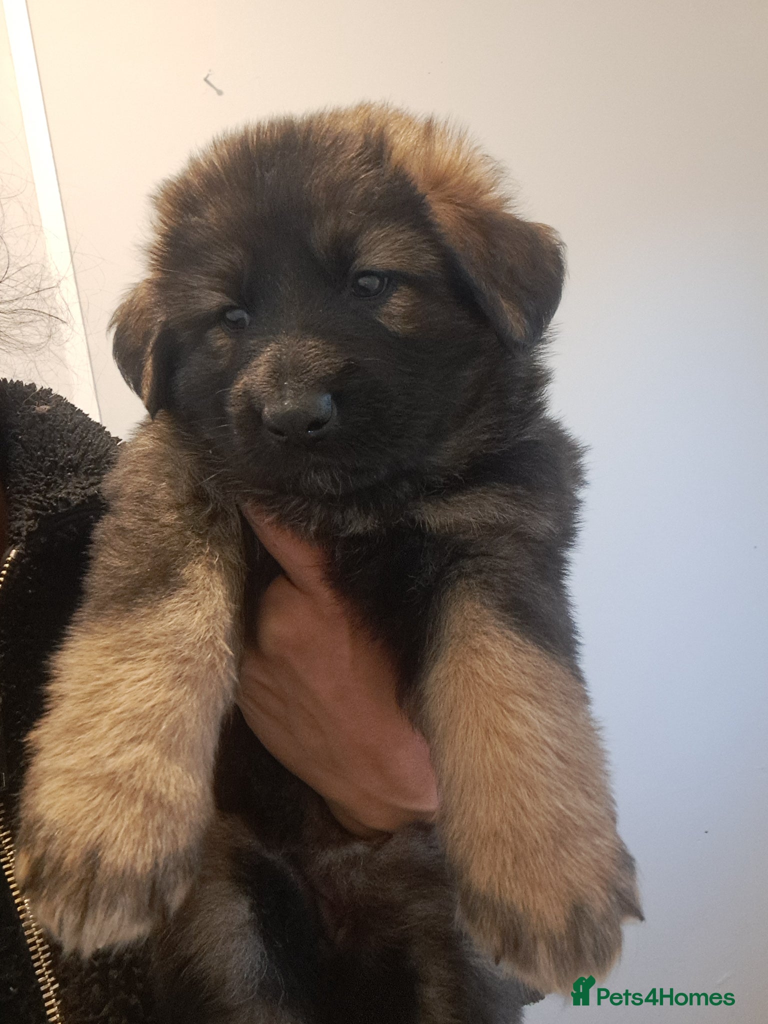 German Shepherd dogs German Shepherd straight back working line  - Advert 16