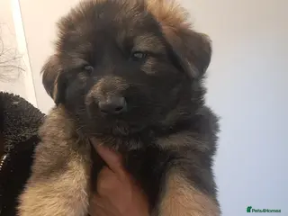 German Shepherd dogs German Shepherd straight back working line - Advert 17