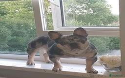 French Bulldog dogs for stud: Mr money - Image 2