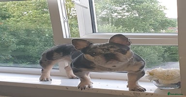 French Bulldog dogs - Advert 16