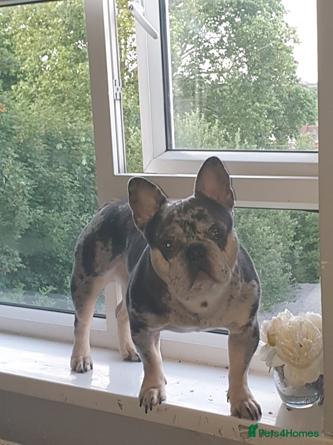 French Bulldog dogs for stud: Mr money - Image 2