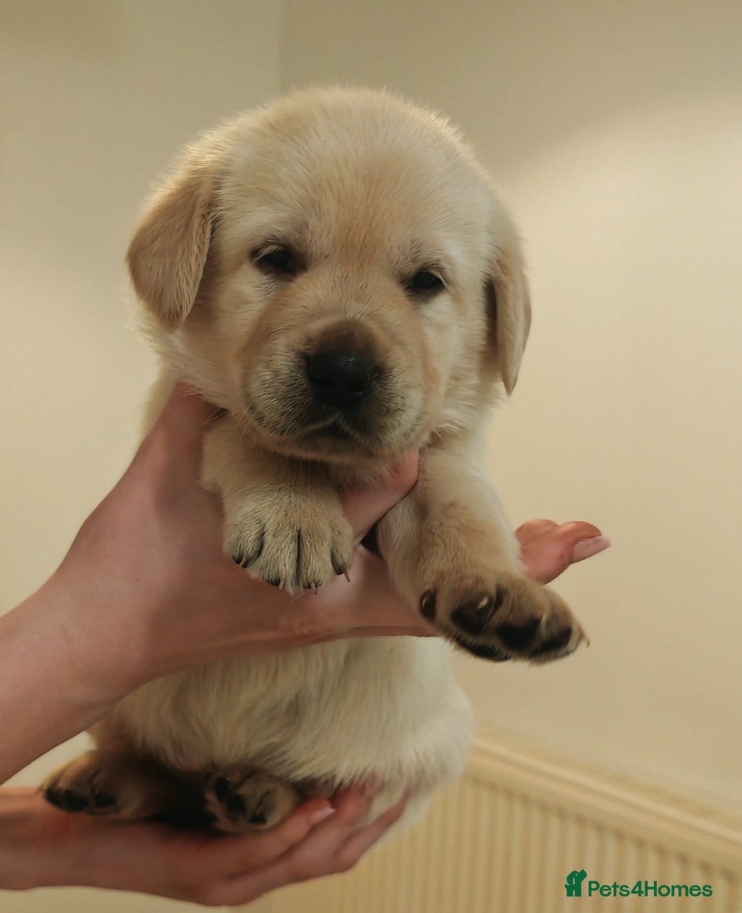 Goldador dogs for sale: Ready 4th February  - Advert 7
