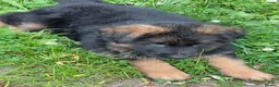 German Shepherd dogs for sale: Gorgeous female long coat German Shepherd  - Advert 5