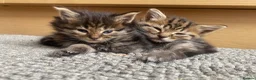 Mixed Breed cats for sale: Adorable kittens ready for a new home ❤️ - Advert 10