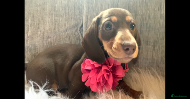 Miniature Dachshund dogs - Advert 3