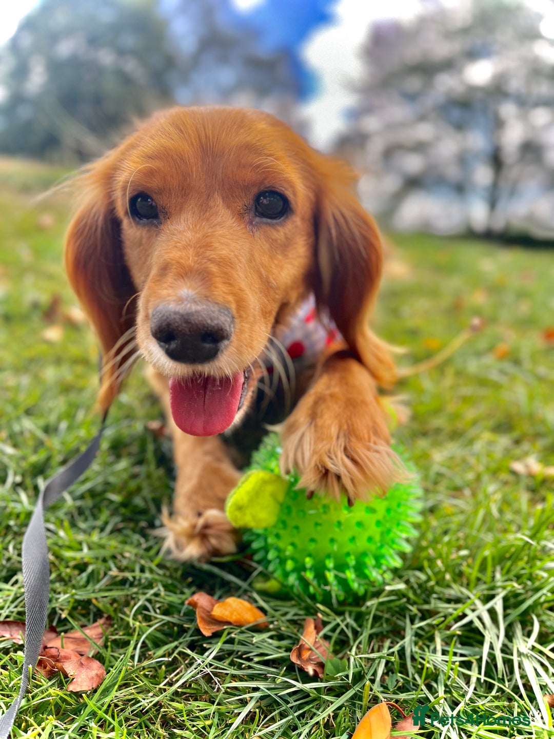 Mixed Breed dogs for sale: Cocker spaniel  - Advert 7