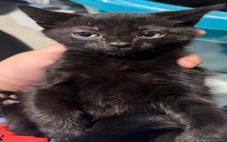 Mixed Breed cats for sale: Beautiful mixed breed kittens  - Image 5