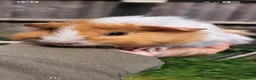 Guinea Pig rodents for sale: Baby guinea pigs for sale  - Advert 4