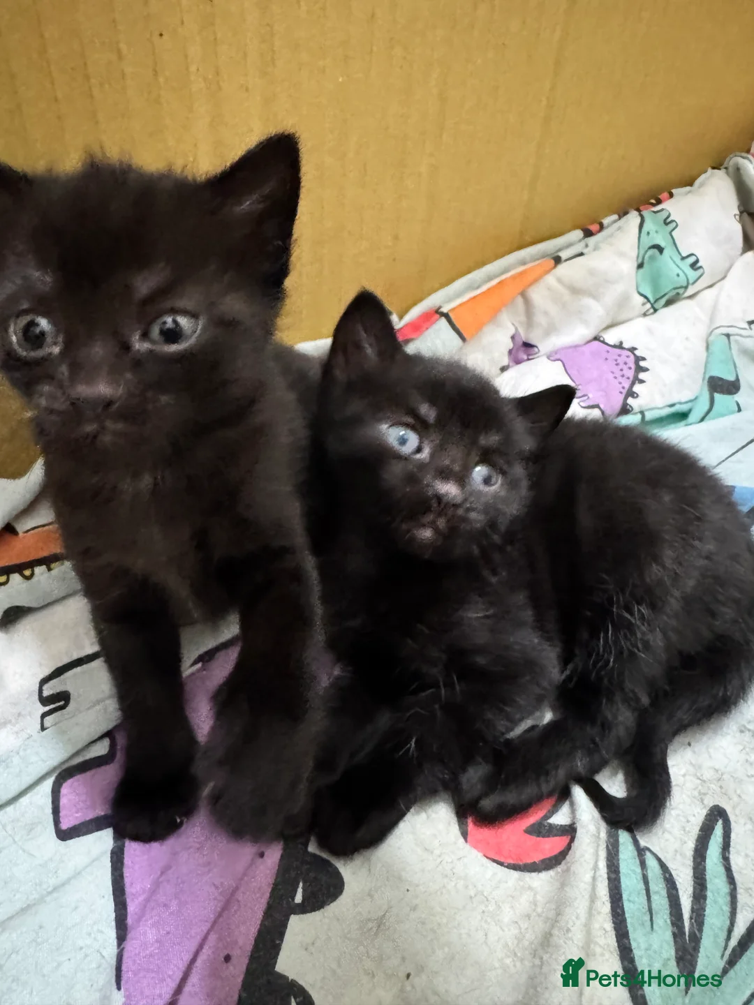 Domestic Shorthair cats for sale: Kittens  - Advert 4