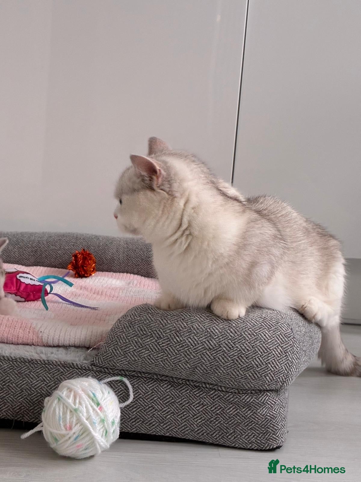 Munchkin cats for sale: Exceptional silver tipped BSH FEMALE munchkin - Advert 2