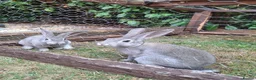 Rex rabbits for sale: Stunning chinchilla rex standard babies - Advert 5