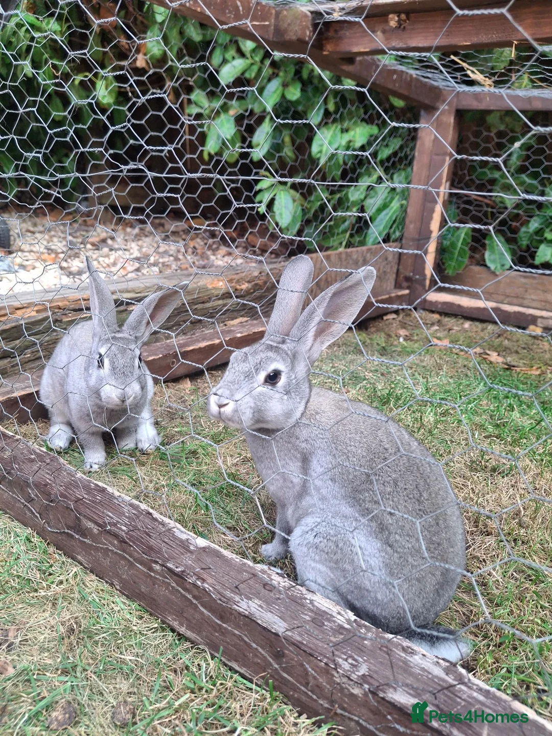 Rex rabbits for sale: Stunning chinchilla rex standard babies - Advert 5