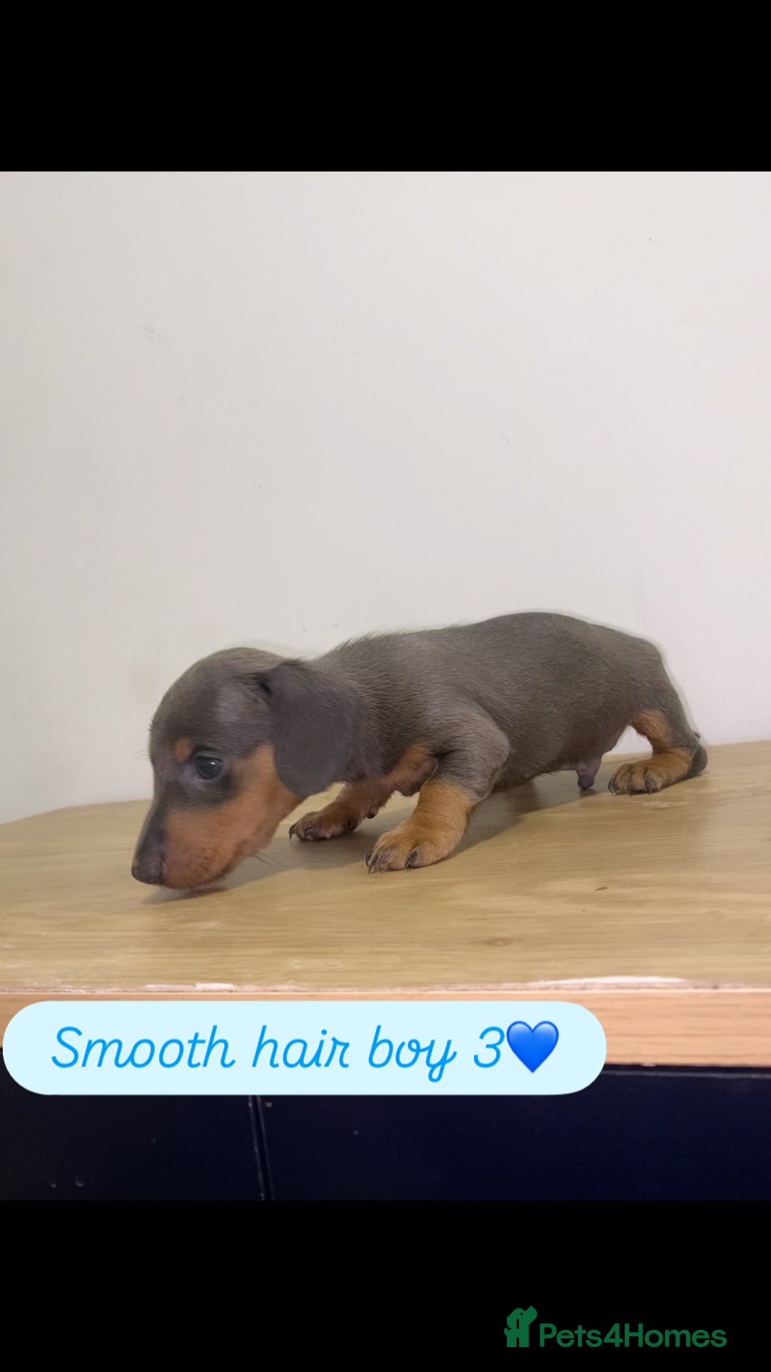 Miniature Dachshund dogs for sale: Miniature dachshund puppies🥰 - Advert 7