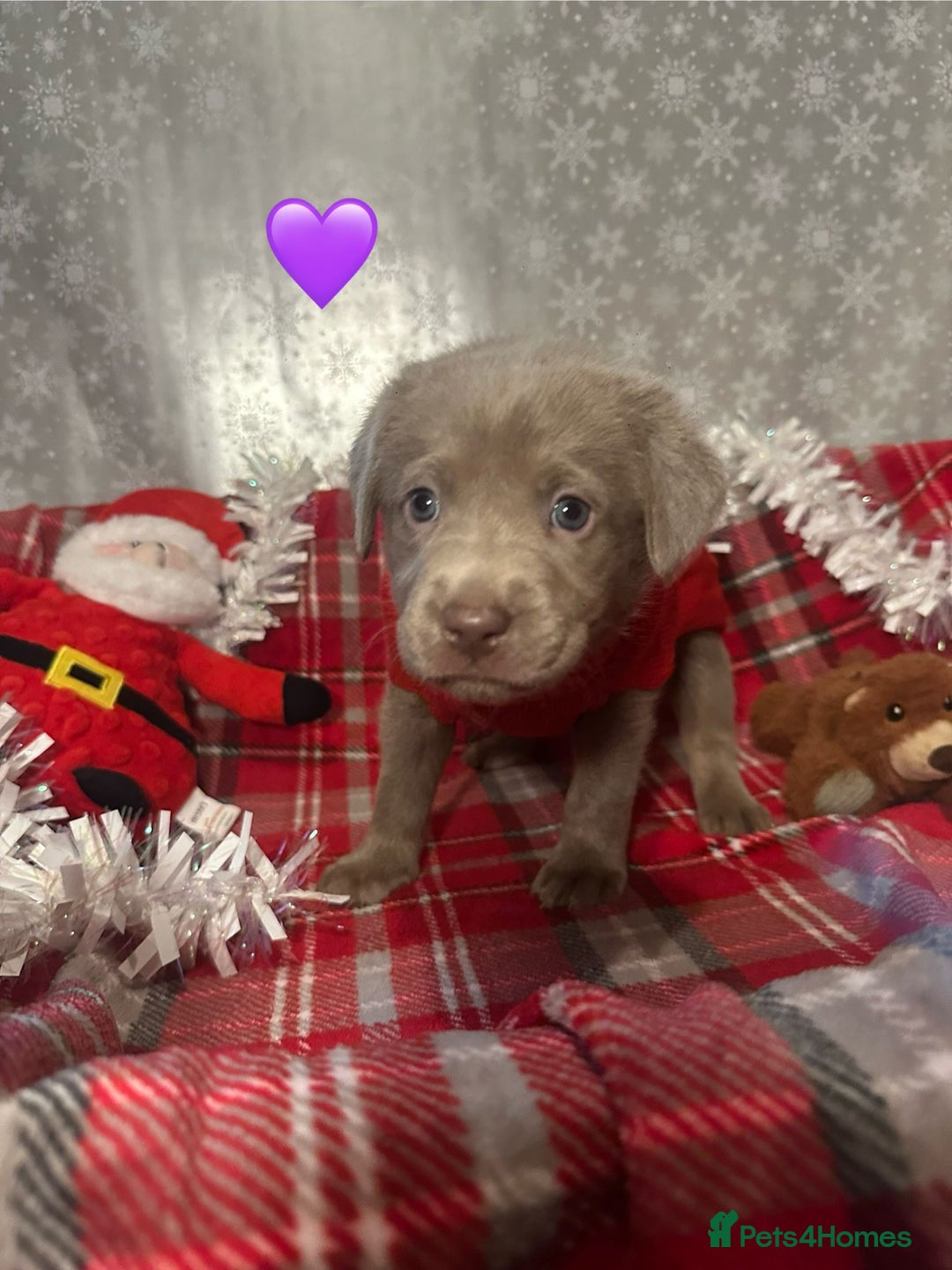 Labrador Retriever dogs for sale: !REDUCED! silver labrador's KC - Advert 16