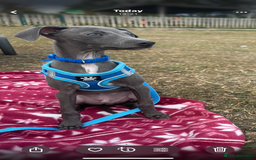 Italian Greyhound dogs for sale: Last blue boy kc reg ready now fully vaccinated  - Image 22