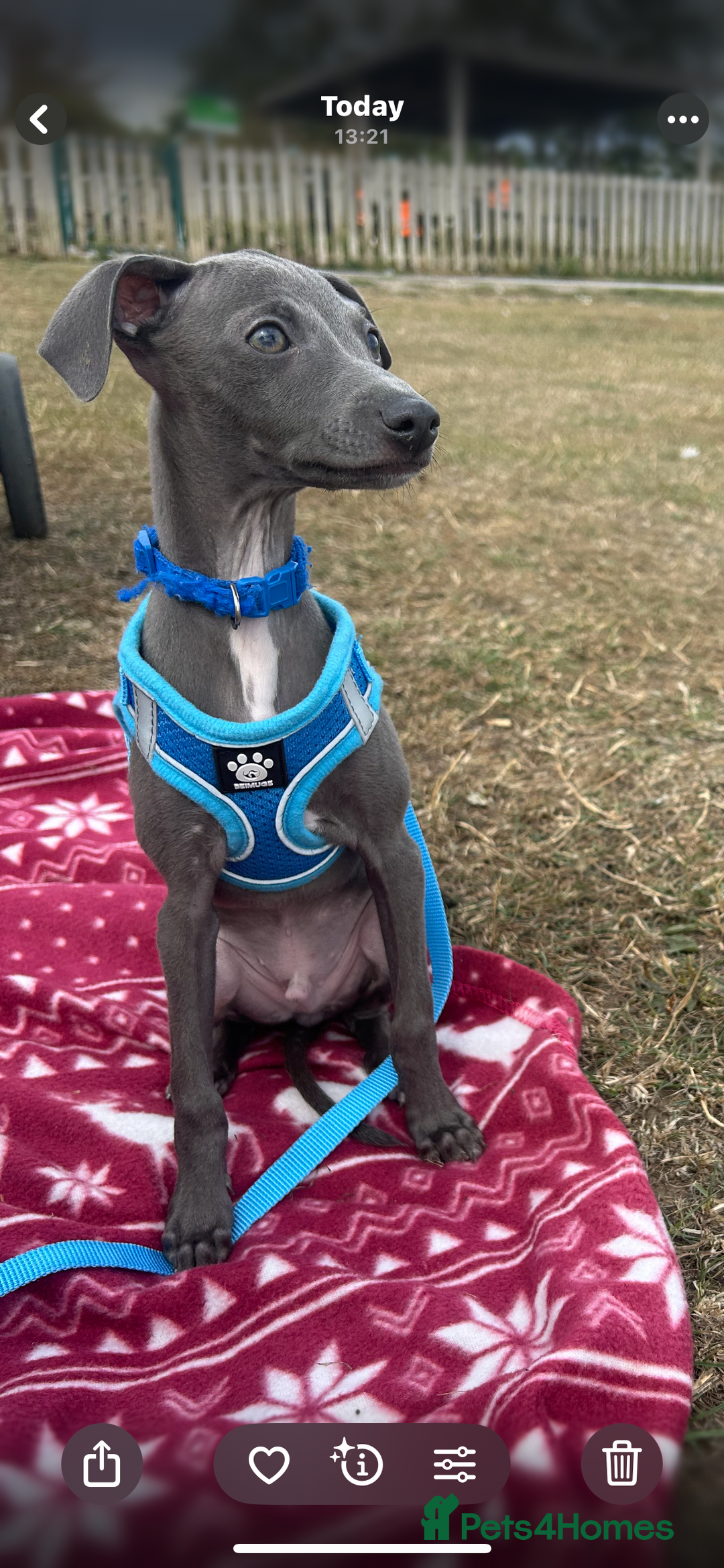Italian Greyhound dogs for sale: Last blue boy kc reg ready now fully vaccinated  - Image 22